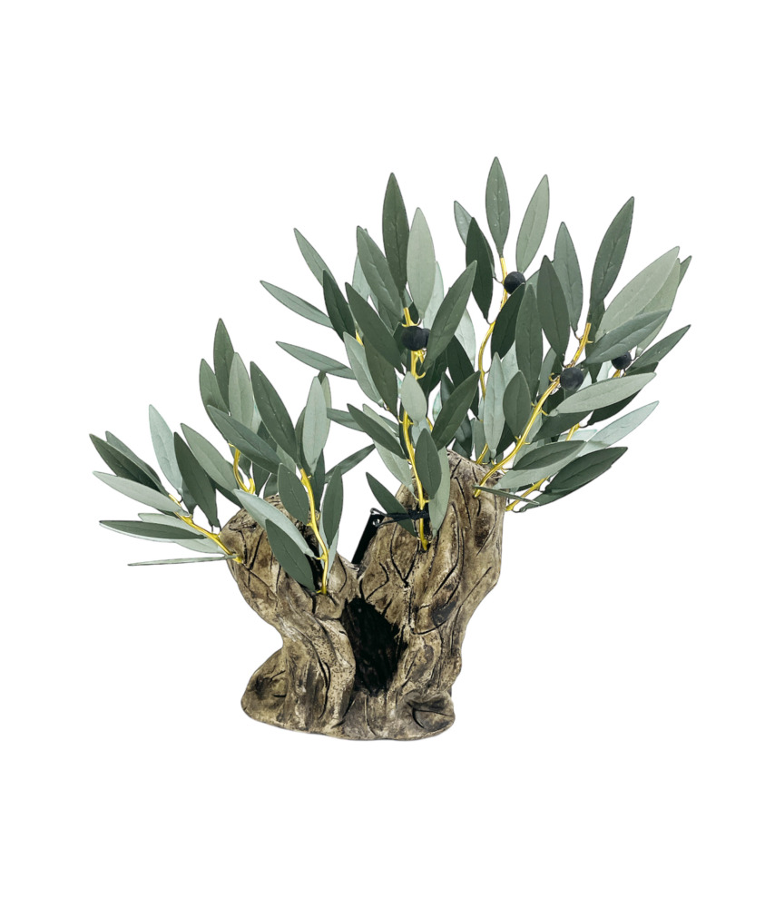 Olive tree with double trunk