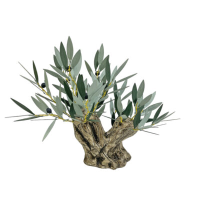 Olive tree with double trunk