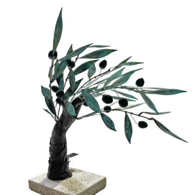 Northern olive tree 27cm.